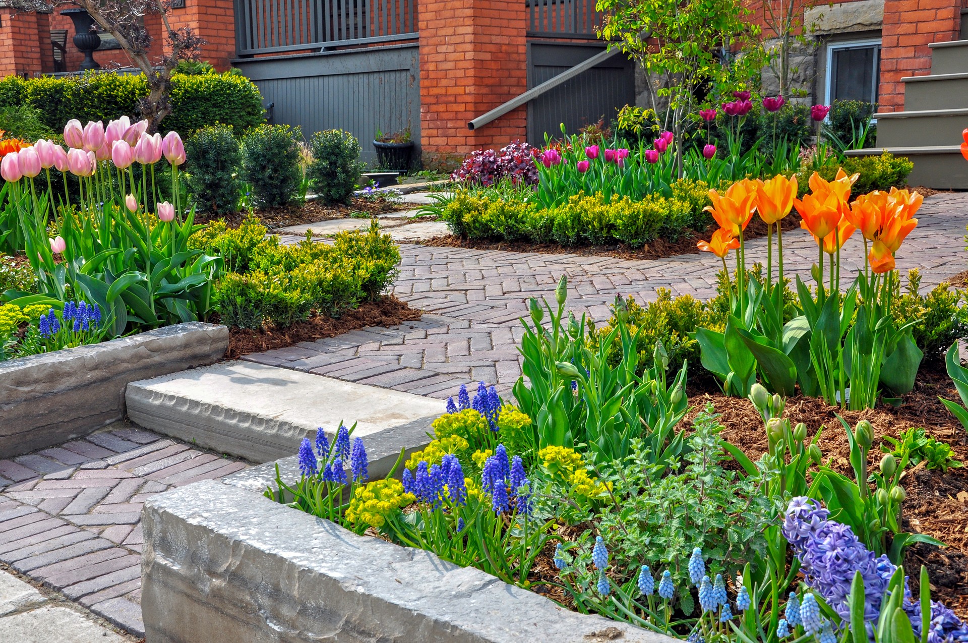 Beautiful spring garden with colourful tulips and muscari.